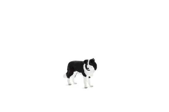 Billede af Mojo - Border Collie