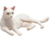 Afbeeldingen van Mojo - Witte liggende kat