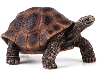 Billede af Mojo -Kæmpe skildpadde
