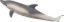 Bild von Mojo - Delfin