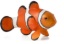 Obrázek Mojo - Klovnofish