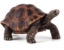 Picture of Mojo -Kæmpe skildpadde