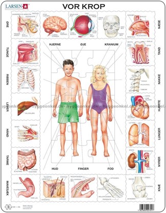 Billede af Vores krop - Larsen Puslespil