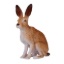 Снимка на Mojo Hare, Siddende