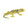 Billede af Mojo Leopard gekko