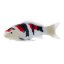 Imagen de Mojo Koi carpa, Tricolor