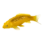 Picture of Mojo Koi karppi, Kulta