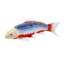 Imagen de Mojo Koi carpa, Azulrojo