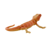 Pilt Mojo Kihvaskala