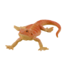 Picture of Mojo - Bearded Dragon