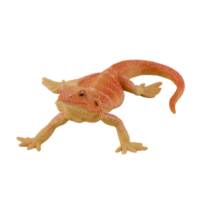 Picture of Mojo - Bearded Dragon