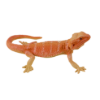 Picture of Mojo - Bearded Dragon