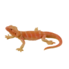 Picture of Mojo - Bearded Dragon