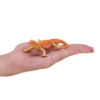 Picture of Mojo - Bearded Dragon