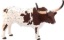 Imagem de Mojo - Texas, touro de chifre longo